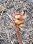 Pterospora andromedea from Gerle Creek, CA on 2012년 08월 19일 (일) by Christy King · iNaturalist Pterospora andromedea