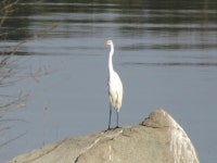 중대백로 from 7240 Mourão, Portugal on 2022년 01월 19일 (수) at 04:18 오후 by camila1975 · iNaturalist 중대백로 (Ardea alba)