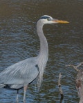 Ardea herodias from Milpitas, CA 95035, USA on 2022년 01월 21일 (금) at 10:45 오전 by David H. Gleit · iNaturalist Ardea herodias
