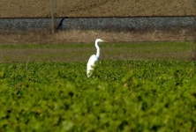 Südoststeiermark, Österreich on 2022년 01월 12일 (수) at 01:20 오후 by adinie. Bild Nr. 1a,b · iNaturalist 대백로 (Ardea alba)
