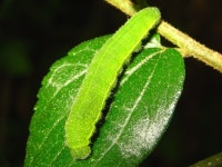 뿔나비 from 대한민국 충청남도 예산군 광시면 on 2013년 05월 25일 (토) by onidiras-iNaturalist · iNaturalist 뿔나비 (Libythea... 