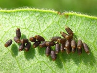 침노린재과 from 대한민국 충청남도 예산군 광시면 on 2013년 05월 25일 (토) by onidiras-iNaturalist · iNaturalist... 