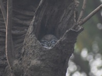 Athene brama from Rabindra Sarovar Lake, Dhakuria, Rabindra Sarobar, Kolkata, West Bengal 700045 on 2022년 01월 25일 (화) at 07... 