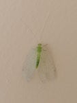 Ankylopteryx from Barabagan, Nutan Pally, Purba Barisha, Kolkata, West Bengal 700063, India on 2022년 01월 06일 (목) at 10:48... 