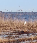 대백로 from Rørmosevej (Helsingevej), 3200 Helsinge, Danmark on 2022년 01월 28일 (금) at 02:09 오후 by jimkarlstrom... 