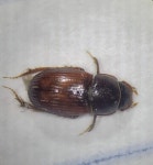 Genus Luxolinus · iNaturalist Genus Luxolinus