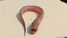 Odontamblyopus roseus from Marve Beach, Malad West, Mumbai, Maharashtra 400095 on 2017년 11월 28일 (화) at 12:46 오후 by... 