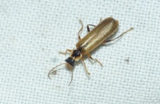 Cantharis decipiens from La Trétoire, France on 2018년 05월 07일 (월) at 09:47 오후 by Julien Bottinelli · iNaturalist... 