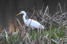 대백로 from Cabeção, 7490 Cabeção, Portugal on 2022년 02월 06일 (일) at 04:58 오후 by David Pereira · iNaturalist 대백로... 