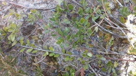Arctostaphylos uva-ursi from 2204 Ridges Rd, Baileys Harbor, WI 54202, USA on 2018년 05월 12일 (토) at 12:47 오후 by Jason... 
