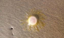 Porpita porpita from C15, Dr Jack de Sequeira Rd, Caranzalem, Dona Paula, Goa 403004, India on 2015년 05월 21일 (목) at 05:00... 