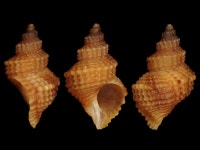 Trichosirius inornatus from Te Haruhi Bay, Whangaparaoa Peninsula, Auckland, New Zealand on 2020년 01월 12일 (일) by Saryu Mae... 