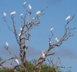 중대백로 from Barratta QLD 4809, Australia on 2018년 12월 22일 (토) at 05:36 오후 by Russell Cumming. Jerona Road. Numerous... 