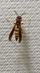 Polistes minor from Unnamed Road, República Dominicana on 2022년 03월 09일 (수) at 11:54 오후 by sandyencarnacion... 