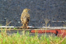 Anthus rufulus from Munia zone, Action Area IIB, Newtown, New Town, West Bengal 700135, India on 2016년 08월 05일 (금) at 05:13... 