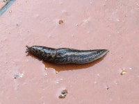 <i>Limax maximus</i> Linnaeus, 1758, Søborg, Denmark, 10 May 2015 · iNaturalist 수원표범민달팽이 (Limax maximus)