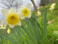 수선화속 from Uden, Nederland on 2022년 03월 14일 (월) at 11:01 오전 by BioblitzUC · iNaturalist 수선화속 (Genus Narcissus)