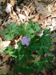 Geranium maculatum from Five Rivers Educational Center on 2015년 05월 10일 (일) by Nicholas Pollock · iNaturalist Geranium... 