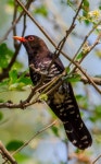 Chrysococcyx xanthorhynchus from AD Block, Sector 1, Bidhannagar, Kolkata, West Bengal 700064, India on 2022년 03월 19일 (토)... 