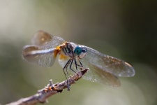 Pachydiplax longipennis from 20620 Maxim Pkwy, Orlando, FL 32833, USA on 2018년 04월 13일 (금) at 11:29 오전 by Richard... 