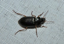 Anisodactylus verticalis from Cross Bend Dr, Arlington, TX, US on 2022년 03월 28일 (월) at 10:47 오후 by Sam Moore... 