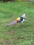 은계 from Centennial, Gresham, OR, USA on 2022년 03월 23일 (수) by hfeinberg87 · iNaturalist 은계 (Chrysolophus amherstiae)