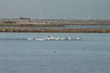 Pelecanus erythrorhynchos from Shoreline Park, Mountain View, CA on 2012년 09월 21일 (금) by edwardrooks · iNaturalist... 