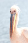 큰사다새 from Walvis Bay, Namibia on 2019년 07월 23일 (화)... Jonathan Breytenbach · iNaturalist 큰사다새 (Pelecanus onocrotalus)