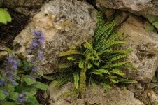Asplenium trichomanes from 72534 Hayingen, Germany on 2018년 05월 20일 (일) at 03:26 오후 by Jeremy Barker · iNaturalist... 