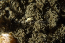 Candiella plebeia from Skagerak (Vrag) on 2018년 05월 12일 (토) by Jørn Ari · iNaturalist Candiella plebeia