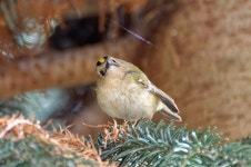 상모솔새 from Londres, Royaume-Uni on 2022년 04월 10일 (일) at 04:20 오후 by Donald Davesne · iNaturalist 상모솔새 (Regulus... 