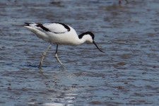 뒷부리장다리물떼새 from Ridderkerk, Netherlands on 2022년... Konings · iNaturalist 뒷부리장다리물떼새 (Recurvirostra avosetta)