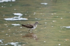 Tringa solitaria from Wheaton, Wheaton-Glenmont, MD, USA on 2022년 04월 25일 (월) at 08:55 오전 by Robin Sleeman · iNaturalist... 