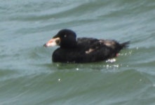 흰이마검둥오리 from Marin County, CA, USA on 2022년 04월... by Anna Hess · iNaturalist 흰이마검둥오리 (Melanitta perspicillata)