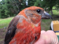 Loxia sinesciuris from Sawtooth National Forest, Oakley, ID, US on 2018년 05월 24일 (목) at 08:12 오전 by Cody Porter... 