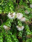 Metrosideros colensoi from Te Anga, Mangapohue Natural Bridge Scenic Reserve on 2006년 10월 26일 (목) by Peter de Lange.... 
