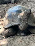 알다브라코끼리거북 in 4월 2022 by julgo2230 · iNaturalist 알다브라코끼리거북 (Aldabrachelys gigantea)