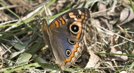 Junonia genoveva hilaris from Reserva ecologica Costanera Sur on 2012년 04월 26일 (목) by Nicolas Olejnik · iNaturalist... 