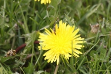 민들레속 in 5월 2018 by Caleb Scholtens · iNaturalist 민들레속 (Genus Taraxacum)
