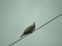 염주비둘기 from Guadalupana, 48000 Unión de Tula, Jal., México on 2018년 06월 04일 (월) at 10:38 오전 by Carlos Palomera... 