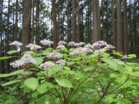 Hydrangea hirta from Otaba, Okutama, Nishitama District, Tokyo 198-0101, Japan on 2018년 06월 09일 (토) at 09:52 오전 by... 