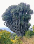 용혈수 from 38728, Santa Cruz de Tenerife, España on 2022년... at 05:57 오후 by mario_mairal · iNaturalist 용혈수 (Dracaena draco)