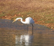 중대백로 from Coolamon NSW 2701, Australia on 2022년 05월 07일 (토) at 04:35 오후 by happy_wanderer · iNaturalist 중대백로... 