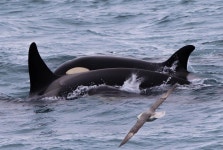 범고래 from Breiðafjörður, IS on 2022년 03월 19일 (토) at 11:20 오전 by Sigrún Helgu · iNaturalist 범고래 (Orcinus orca)