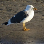 Gaviota Bajacaliforniana (Biodiversidad REBIVI) · iNaturalist