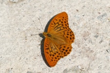 은줄표범나비 from Gmünd, Österreich on 2018년 06월 17일... 오전 by Nadja (NaWo) · iNaturalist 은줄표범나비 (Argynnis paphia)