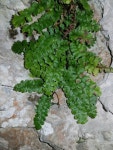 Asplenium jahandiezii in 5월 2022 by Anne-Hélène Paradis · iNaturalist Asplenium jahandiezii