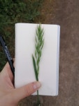 포아풀아과 from Walkenried, 37445 Walkenried, Deutschland on... 오전 by mawkaroni · iNaturalist 포아풀아과 (Subfamily Pooideae)