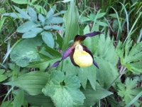 Cypripedium calceolus in 6월 2015 by michelemenegon · iNaturalist Cypripedium calceolus