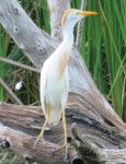 황로 from Baytown Nature Center, Baytown, TX 77520, USA on 2017년 06월 14일 (수) at 09:36 오전 by Bill Wright · iNaturalist... 